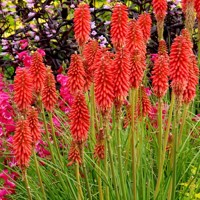 Kniphofia ´Redhot Popsicle´ P15