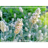 Levanduľa úzkolistá  - Lavandula angustifolia 'Edelweiss'  P13