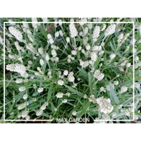 Levanduľa úzkolistá  - Lavandula angustifolia 'Edelweiss'  P13