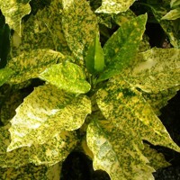 Aucuba japonica Golden King Co3L 20/25