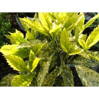 Aucuba japonica Golden King Co3L 20/25