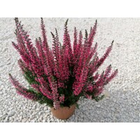 Vres obyčajný - Calluna vulgaris ´Dark Star´  P12