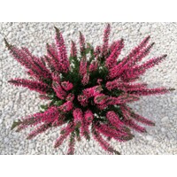 Vres obyčajný - Calluna vulgaris ´Dark Star´  P12