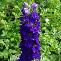 Stračonôžka - Delphinium 'Dark Blue Black Bee' P15