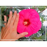 Ibištek bahenný - Hibiscus moscheutos ´Pink´ P19