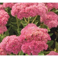 Sedum spectabile ´Autumn Joy´