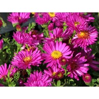 Aster - ružový P10,5