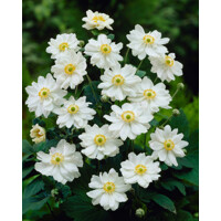Anemone hybrida ´Whirlwind´ P14