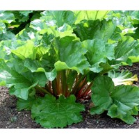 Rebarbora - Rheum rhabarbarum P14