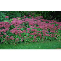 Sedum spectabile ´Brillant´ K9