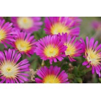 Delosperma ´Hot Pink Wonder´ P12