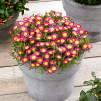 Delosperma ´Hot Pink Wonder´ P12
