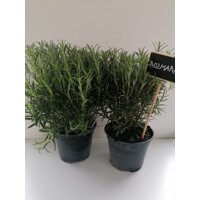 Rosmarinus officinalis - Rozmarín lekársky  P15