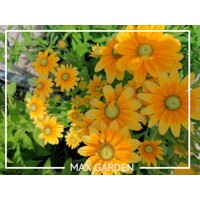 Rudbekia žiarivá  - Rudbeckia ´Praire Sun´ Co15