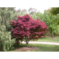 Javor dlaňolistý - Acer palmatum ´Atropurpureum´ Co2L 60/80