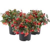 Gaultheria procumbens - Gaultéria hrotitá P12