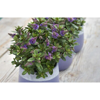 Hebe Addenda ´Blue´  Co2L