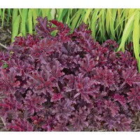 Heuchera americana ’Melting Fire´ P13