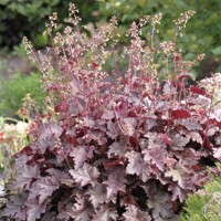 Heuchera americana ’Melting Fire´ P13