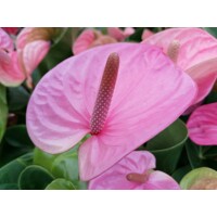 Anthurium andreanum ´Cavalli´