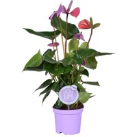 Anthurium andreanum ´Cavalli´