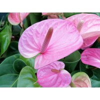 Anthurium andreanum ´Cavalli´