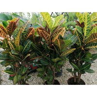 Codiaeum varegiatum ´Petra´ P21  70/80