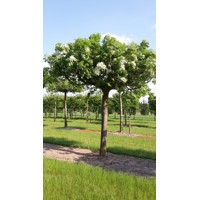 Jaseň - Fraxinus ornus ´Mecsek´ Co20L KM100 8/10