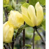 Magnolia soulangeana ´Daphne´ 100/150