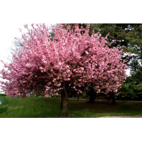 Čerešňa pilovitá - Prunus serrulata 'Royal Burgundy' vysokokmeň 10/12 Co25L