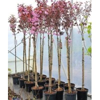 Čerešňa pilovitá - Prunus serrulata 'Royal Burgundy' vysokokmeň 10/12 Co25L