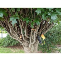 Dub - Quercus palustris ´Green Pillar´ Co18L  4/6