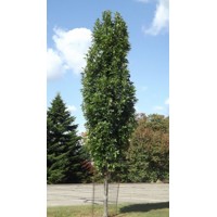 Dub - Quercus palustris ´Green Pillar´ Co18L  4/6