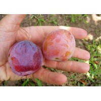 Ringlota - Prunus domestica ´Sermina´ Co12L   150/200