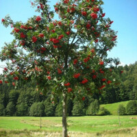 Sorbus Aucuparia ´Edulis´ Co15L 6/8