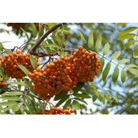 Sorbus Aucuparia ´Edulis´ Co15L 6/8