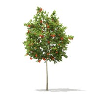 Sorbus Aucuparia ´Edulis´ Co15L 6/8