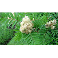Sorbus Aucuparia ´Edulis´ Co15L 6/8