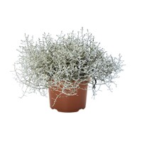 Calocephalus brownii  P26