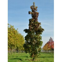 Ambrovník styraxový - Liquidambar styraciflua 200/250 Co12L