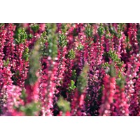 Vres obyčajný - Calluna vulgaris ´Athene´  P12