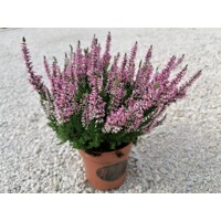 Vres obyčajný - Calluna vugaris - ružová P12