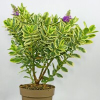 Hebe Andersonii Variegata Co5L