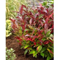 Leucothoe axillaris ´Zebild´ Co5L  40/55