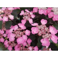 Hortenzia pílkatá - Hydrangea serrata ´Daradevil´ Co2L