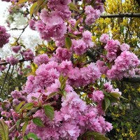 Čerešňa pilovitá - Prunus serrulata  'Kiku-shidare-sakura' 12-14 - vysokokmeň