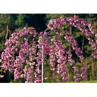 Čerešňa pilovitá - Prunus serrulata  'Kiku-shidare-sakura' 12-14 - vysokokmeň