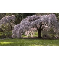 Čerešňa pilovitá - Prunus serrulata  'Kiku-shidare-sakura' 12-14 - vysokokmeň