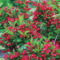 Vajgela kvetnatá  - Weigela ´Eva Rathke´ Co1.5L