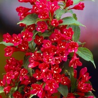 Vajgela kvetnatá  - Weigela ´Eva Rathke´ Co1.5L